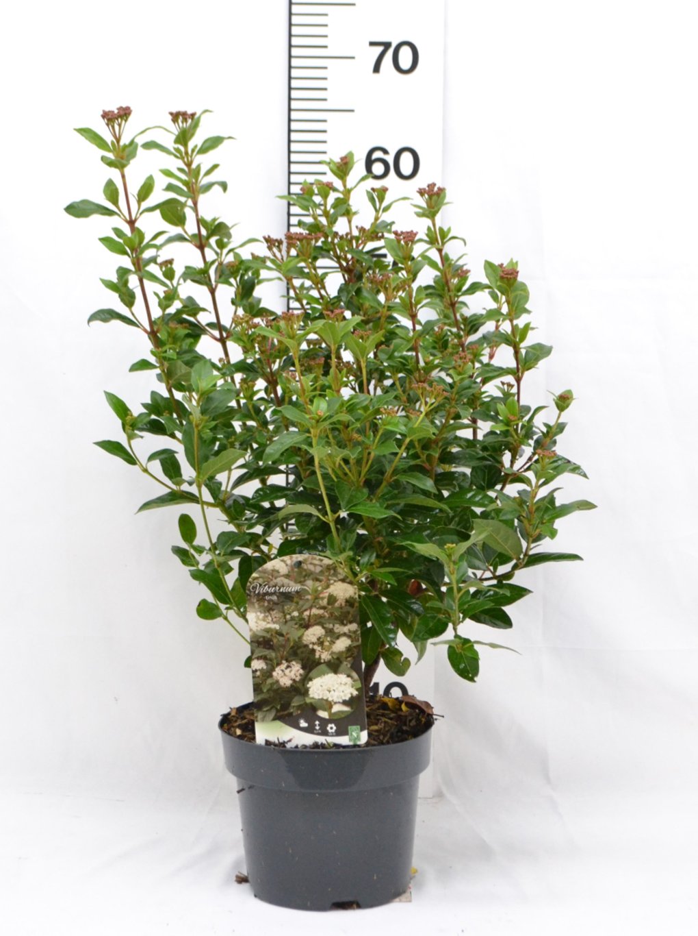 Viburnum tinus - C3 20-40 CM